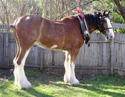 La robe pie du cheval