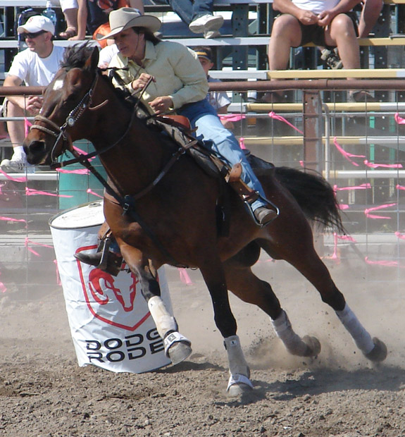 Le cheval quarter horse