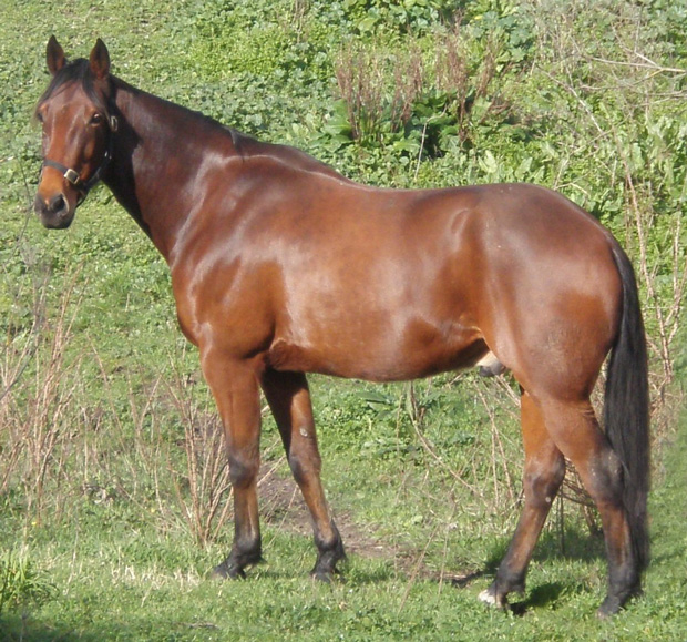 Le cheval standardbred (ou trotteur américain)