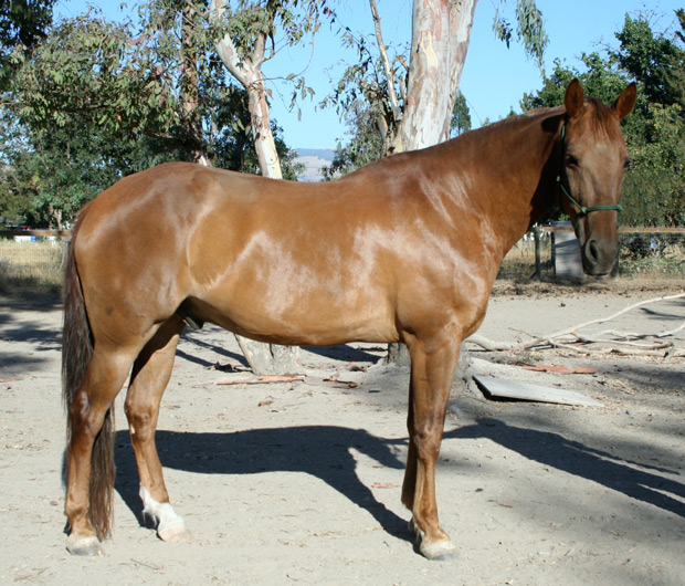 Le cheval appendix