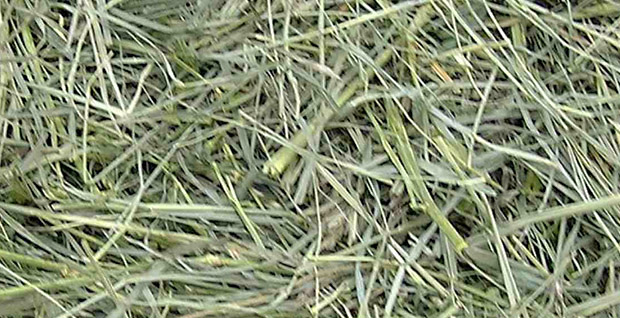 Le foin dans l'alimentation du cheval
