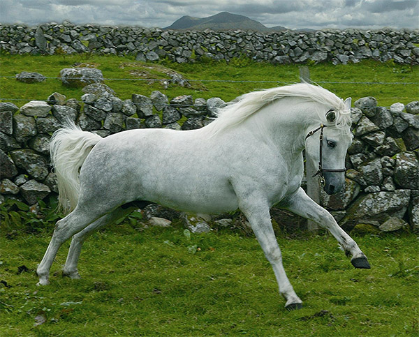 L'étalon