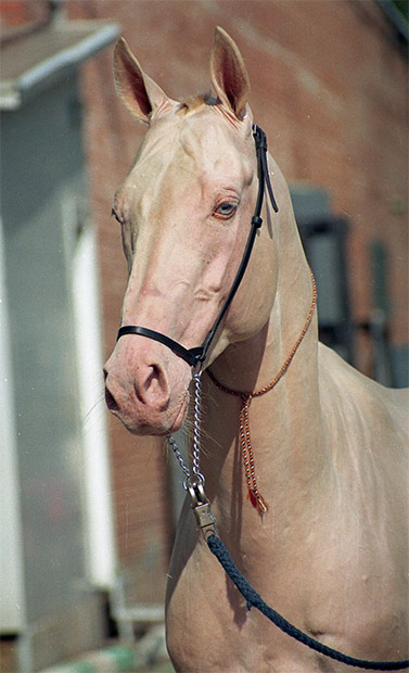 Le cheval akhal-teke