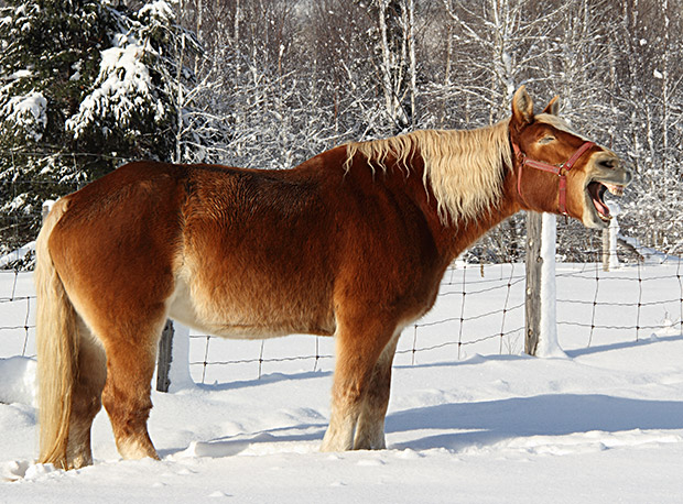 Le cheval belge