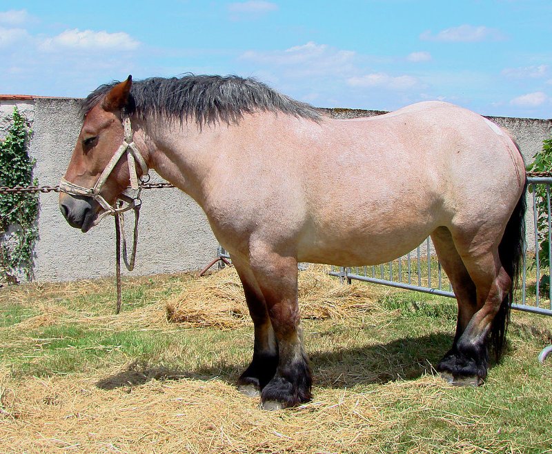 Le cheval ardennais