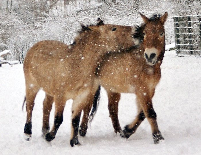 Le cheval de Przewalski