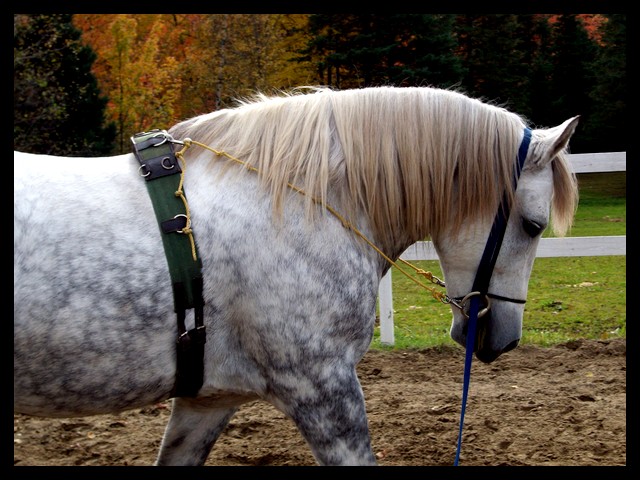 Le surfaix pour cheval