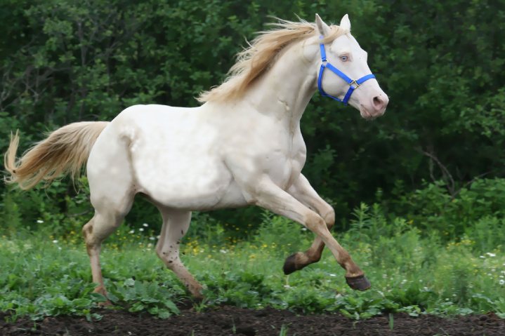 La robe perlino du cheval