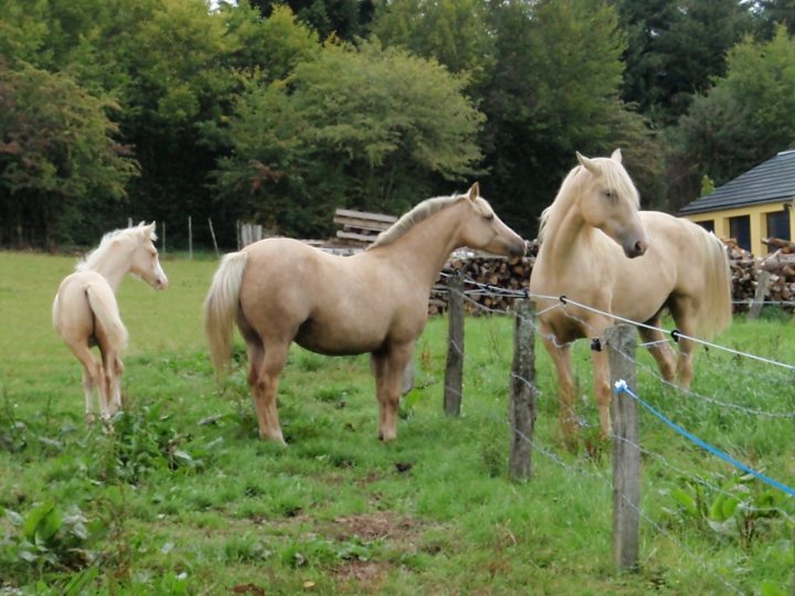 La robe palomino du cheval