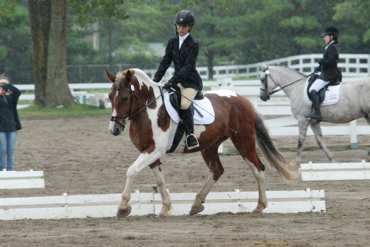 Le dressage équestre