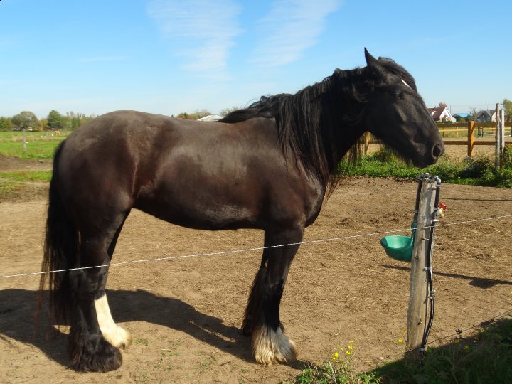Le cheval shire