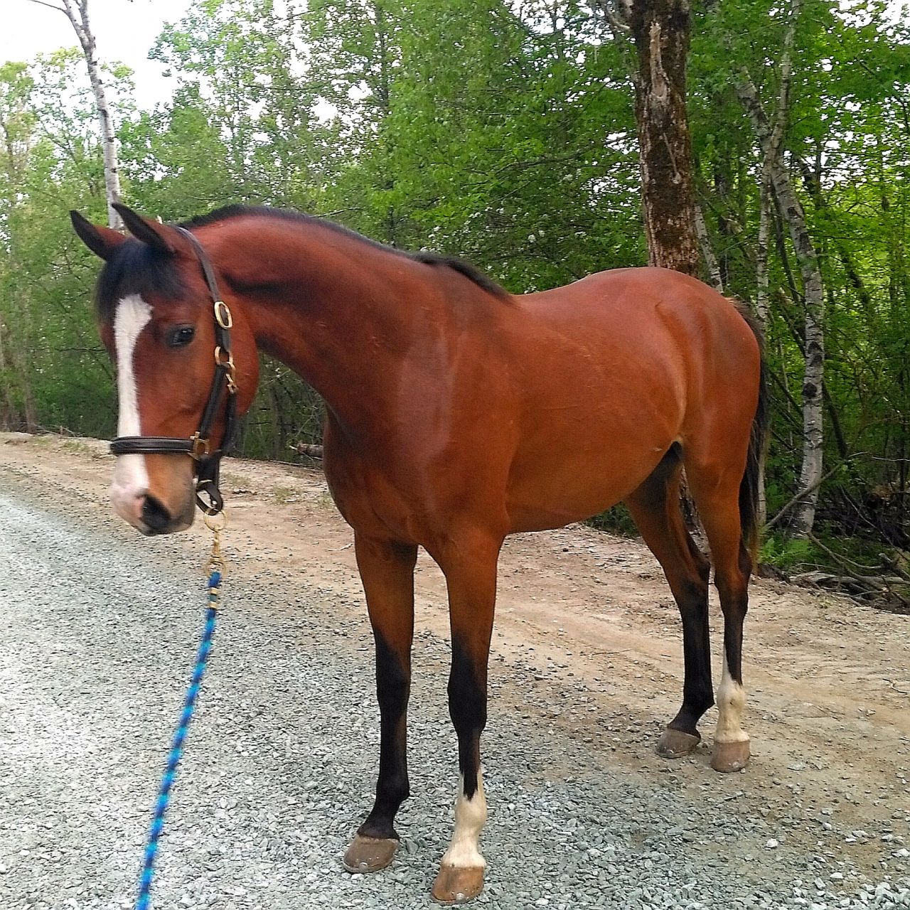 La robe baie du cheval