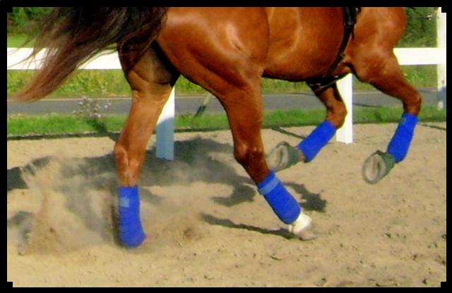 La bande polo pour cheval